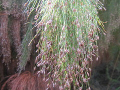 Restio paniculatus