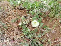 Calystegia malacophylla