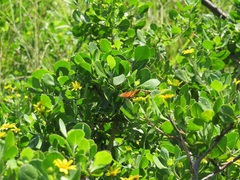 Osteospermum moniliferum