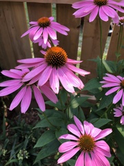 Echinacea purpurea