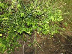 Dalechampia scandens natalensis