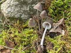 Mycena polygramma