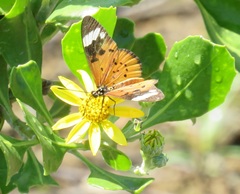 Acraea encedon encedon