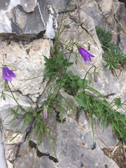 Campanula carnica