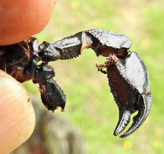 Opisthacanthus capensis