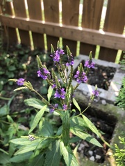 Verbena hastata