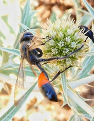 Isodontia splendidula