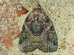 Pseudeustrotia indeterminata