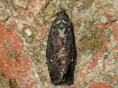 Gymnandrosoma