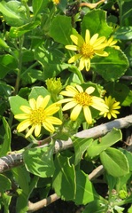 Osteospermum moniliferum