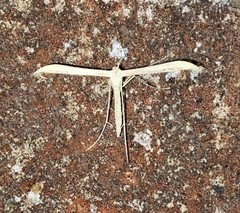 Hellinsia kellicottii