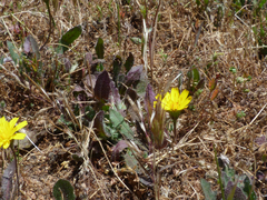 Leontodon longirostris