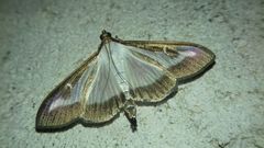 Cydalima perspectalis