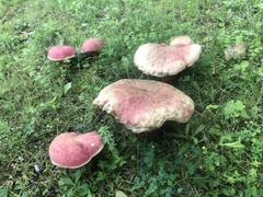 Boletus separans