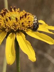 Acmaeodera hepburnii