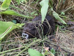 Myocastor coypus