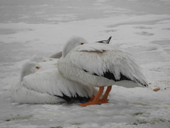 Pelecanus erythrorhynchos