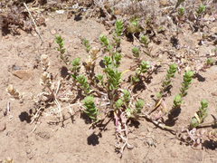 Lepidium bipinnatifidum