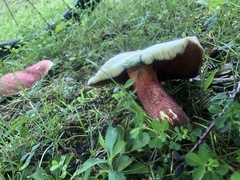 Boletus separans