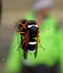 Hypodynerus labiatus