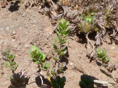 Lepidium bipinnatifidum