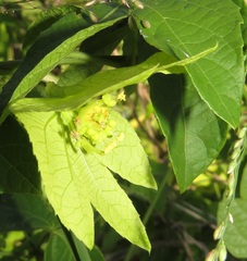 Dalechampia scandens natalensis