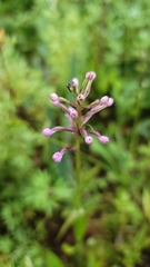 Platanthera psycodes