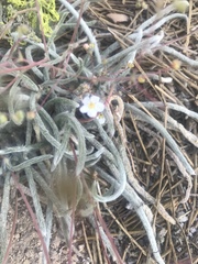 Ivesia santolinoides