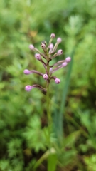 Platanthera psycodes