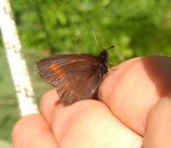 Erebia pharte
