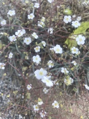 Ivesia santolinoides