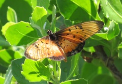 Acraea natalica