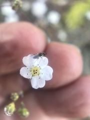 Ivesia santolinoides