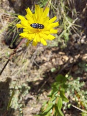 Acmaeodera octodecimguttata