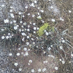 Ivesia santolinoides