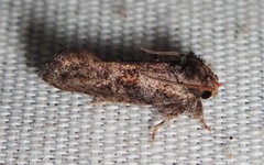 Acrolophus piger