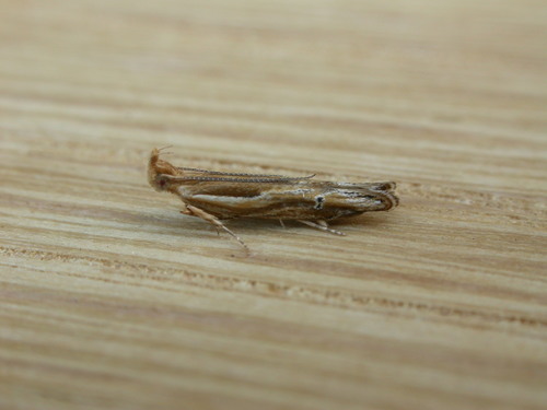 Eutorna tricasis Meyrick, 1906