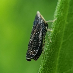Scaphytopius frontalis