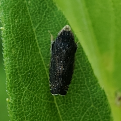 Scaphytopius frontalis