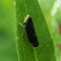 Scaphytopius frontalis