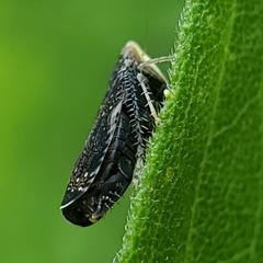 Scaphytopius frontalis