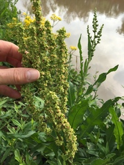 Rumex chrysocarpos