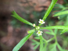 Chaerophyllum involucratum