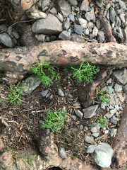 Chaerophyllum involucratum