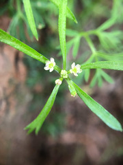 Chaerophyllum involucratum