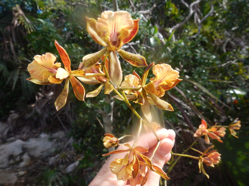 Encyclia altissima
