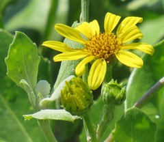 Osteospermum moniliferum