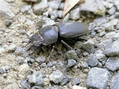 Dorcus parallelipipedus