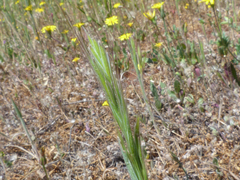 Bromus berteroanus