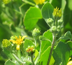 Osteospermum moniliferum
